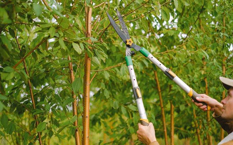 Tree trimming in Nineveh, NY